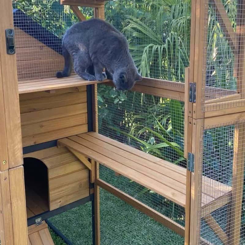 Outdoor cat shelves are elevated platforms