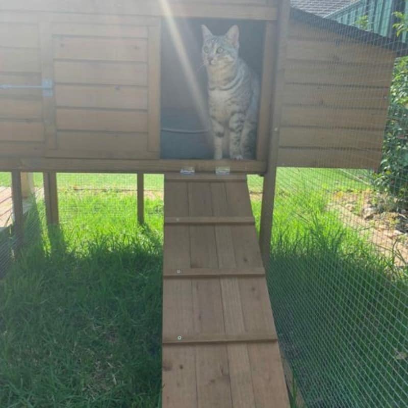 Ramps create a way for cats to explore their environment