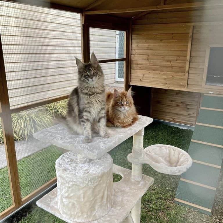 get-the-best-cat-enclosure-accessories-coops-and-cages