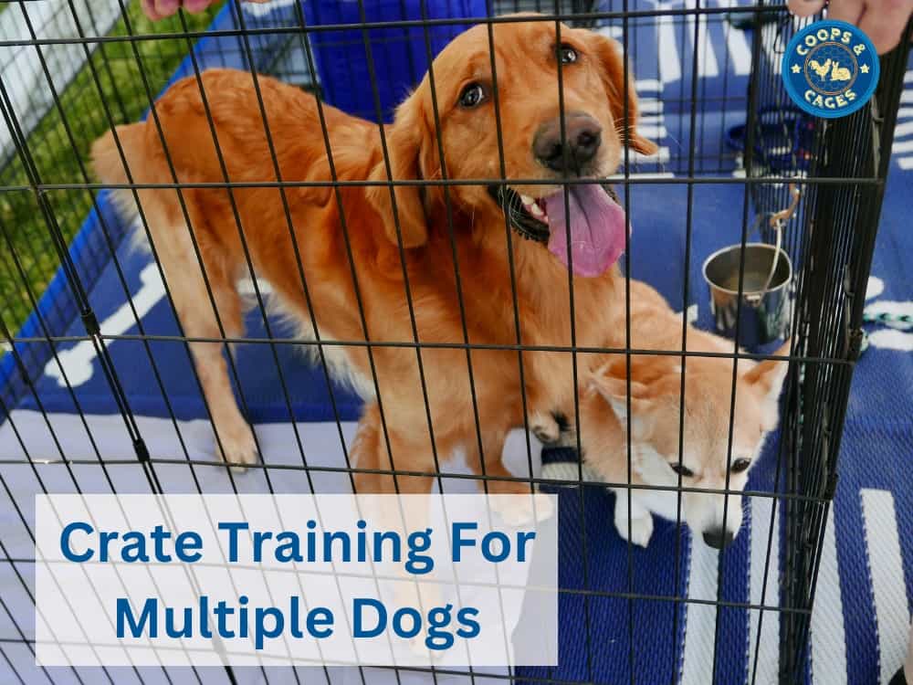 Crate Training For Multiple dogs