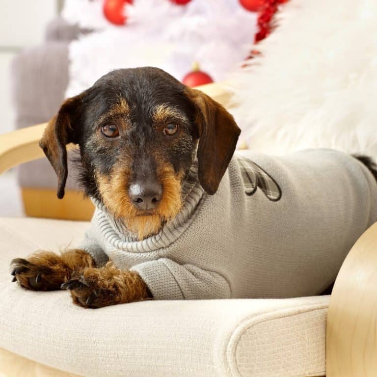 How To Keep Dog Warm In Winter Top Strategies