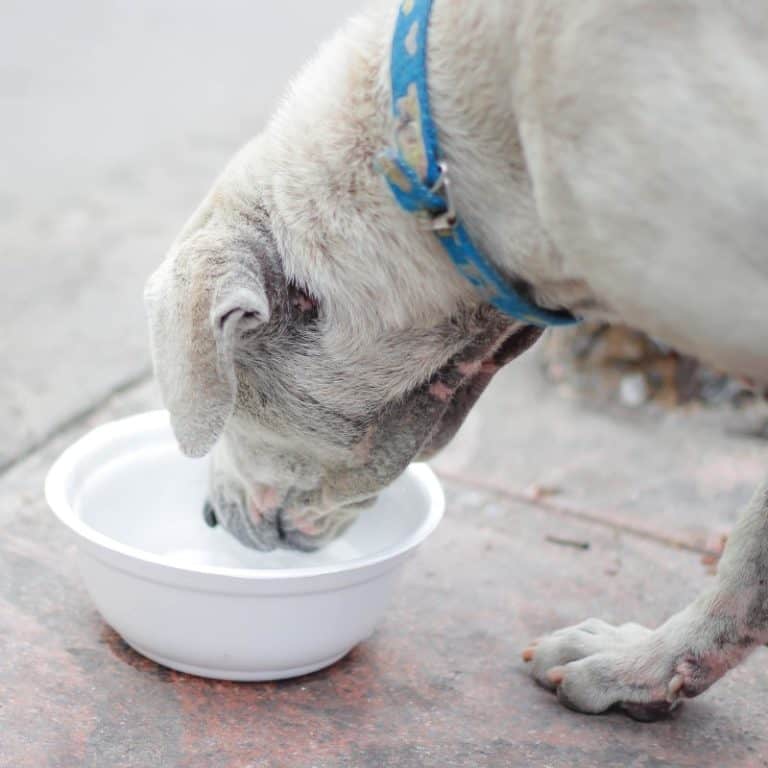 How To Keep Dog Warm In Winter Top Strategies