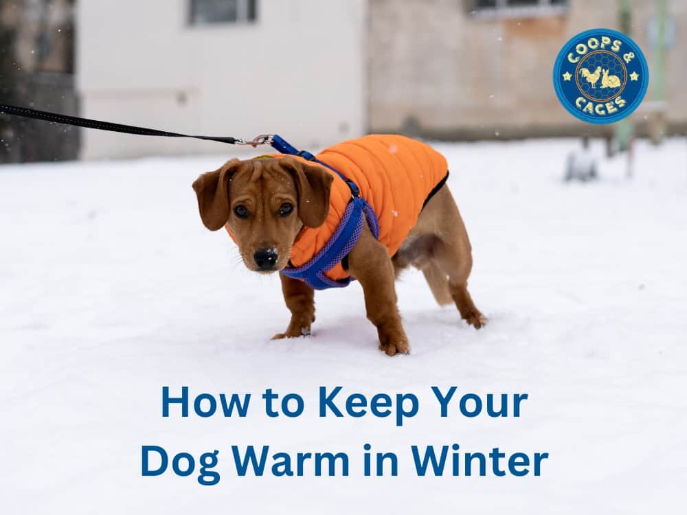 How to Keep Your Dog Warm in Winter