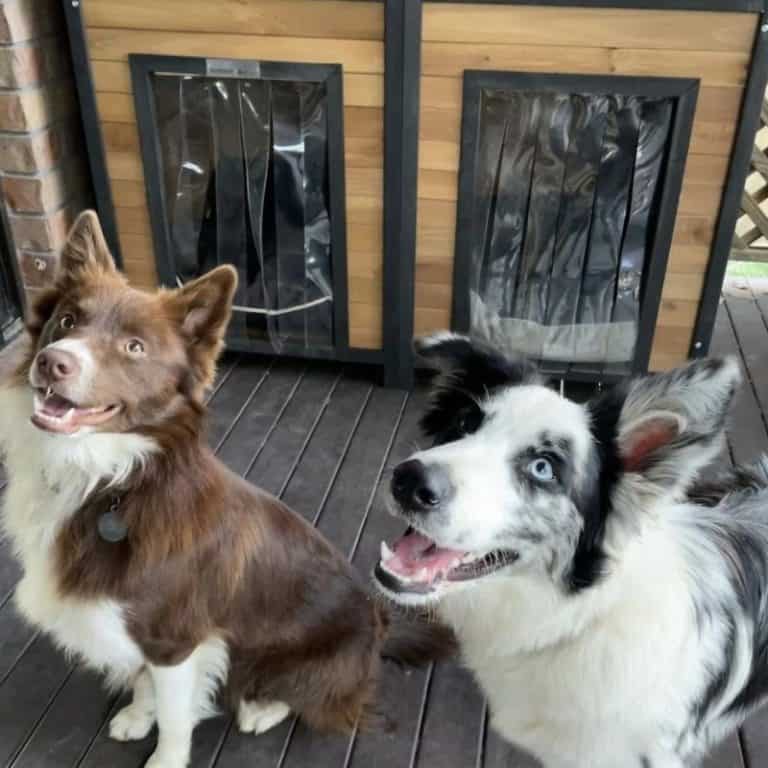 How To Keep Dog Warm In Winter Top Strategies