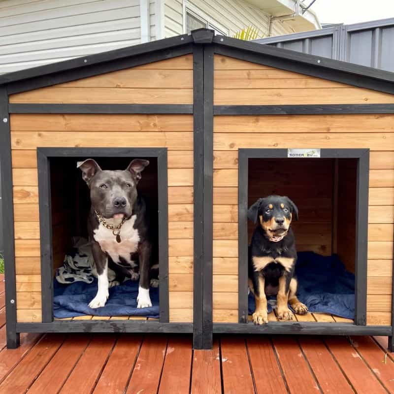 Recommended Outdoor Dog Kennels