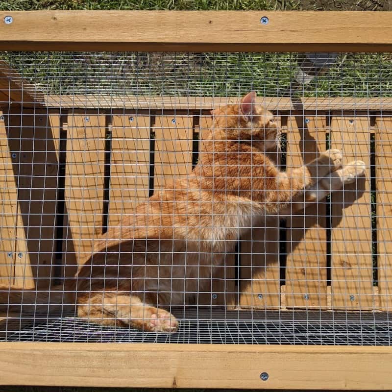 Secure Your Cat With Cat Enclosure Netting