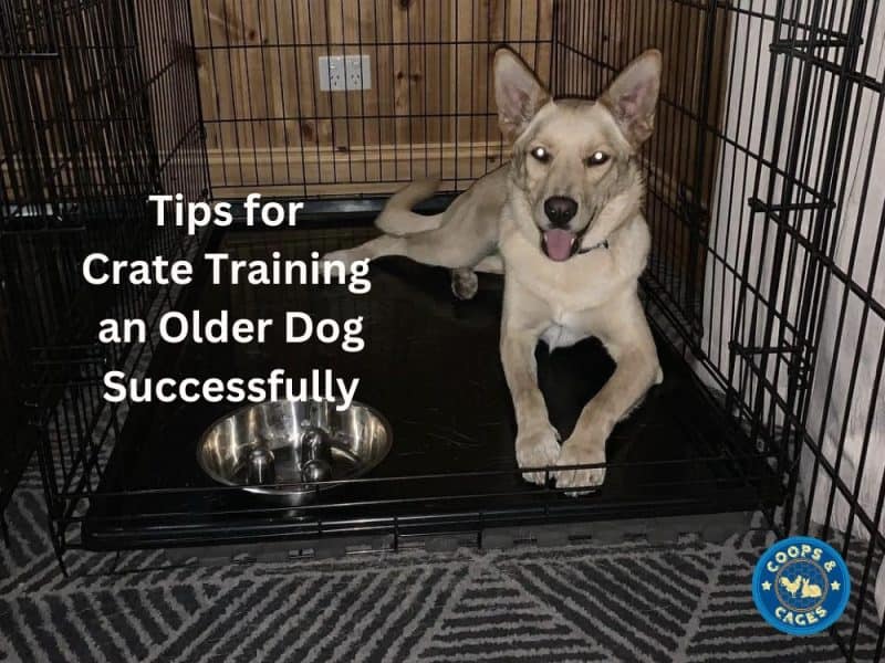 Tips For Crate Training An Older Dog Successfully
