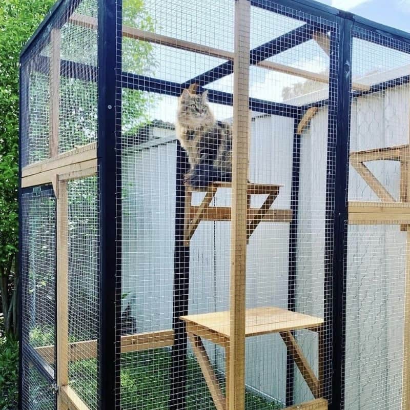 Benefits of Outdoor Cat Enclosures
