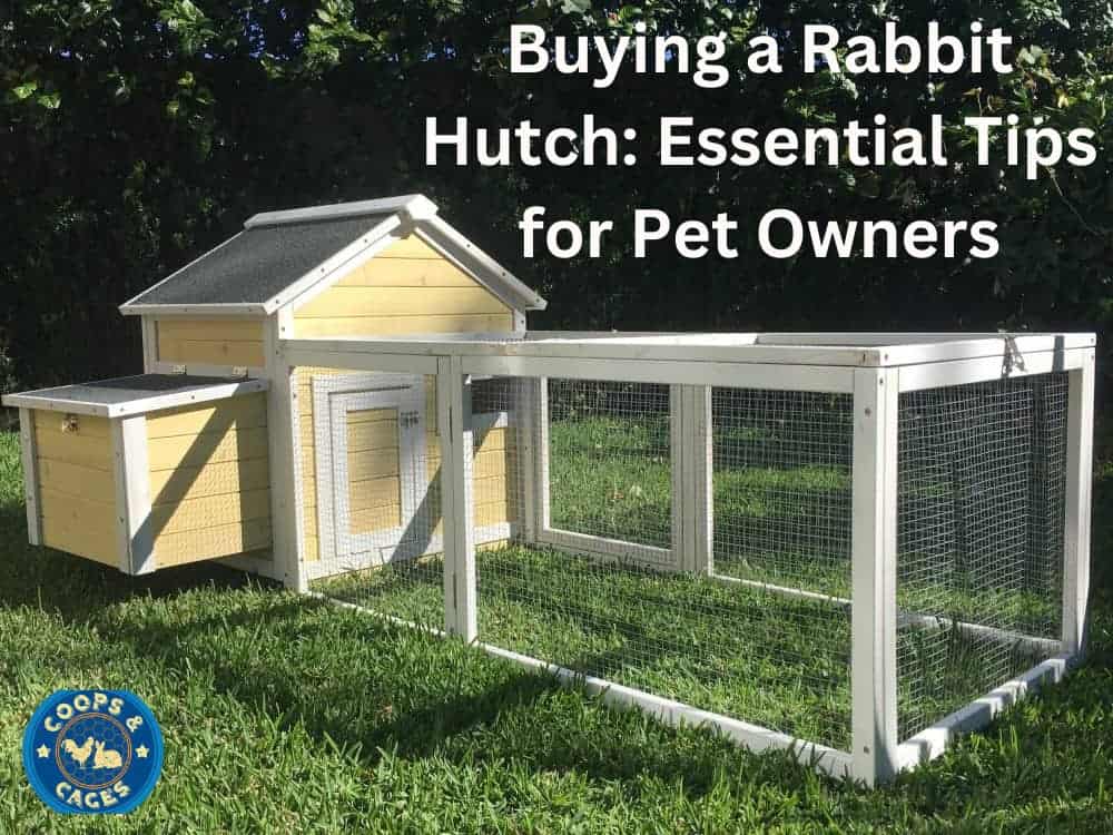 Buying Rabbit Hutch, The Essential Tips for Pet Owners