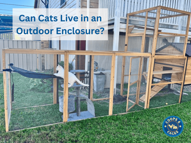 Can Cats Live In An Outdoor Enclosure? A Comprehensive Guide