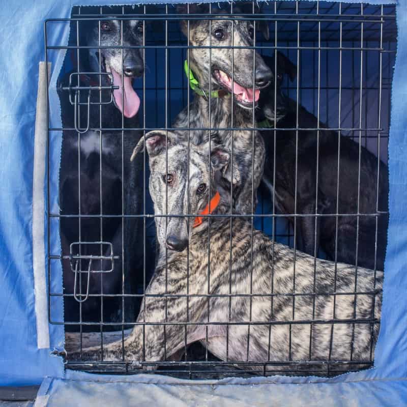 Can Dogs Be Happier in Crates