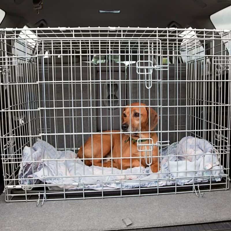 Crate Training Tips for Older Dogs