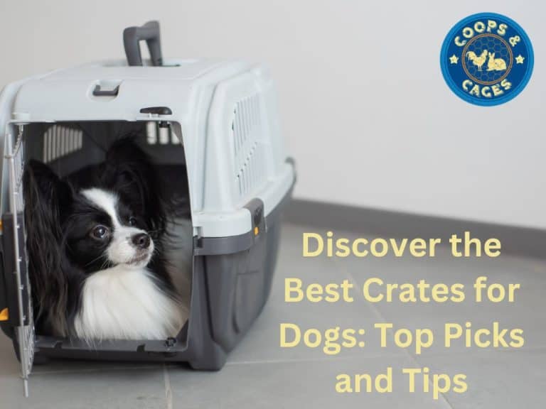 Discover The Best Crates For Dogs Top Picks And Tips
