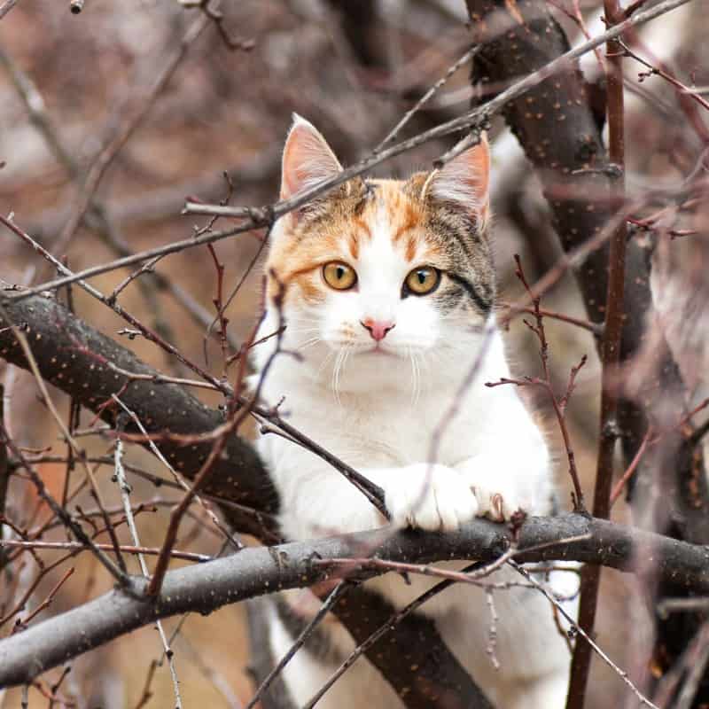 Do Cats Climb Cat Netting