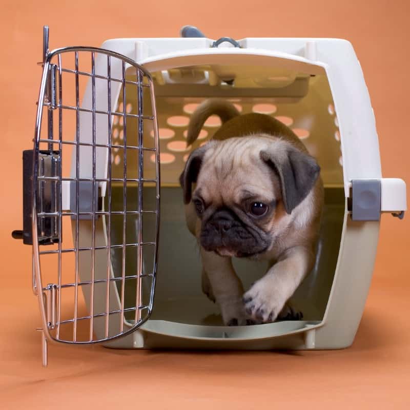 Dos and Don'ts of Crate Training