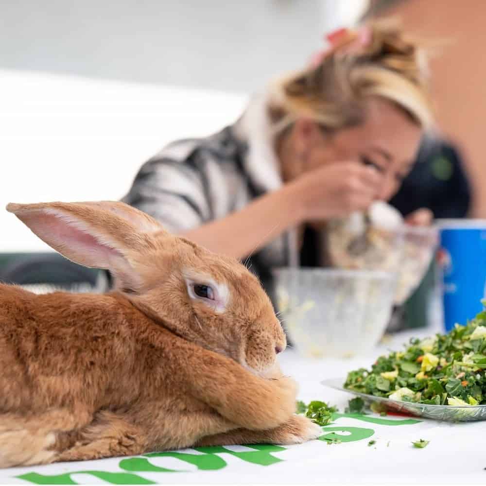 Flemish Rabbit Diet
