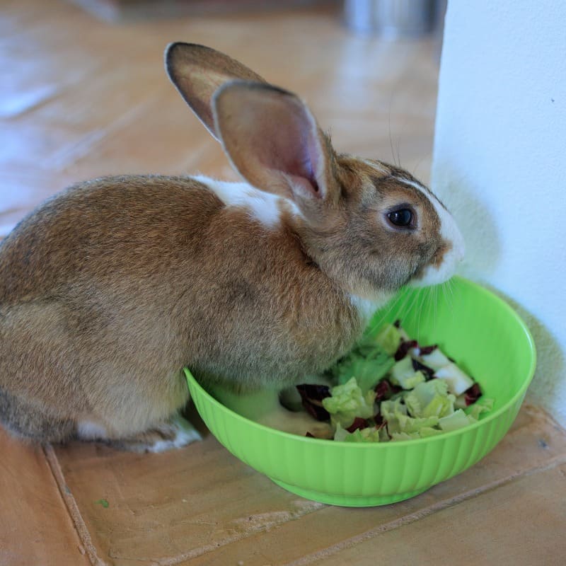 Healthy Treats for Your Bunny