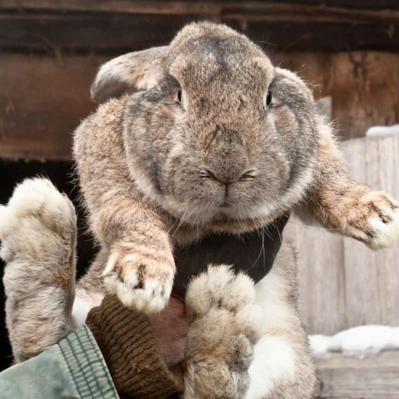 How Big is the Flemish Giant Rabbit?