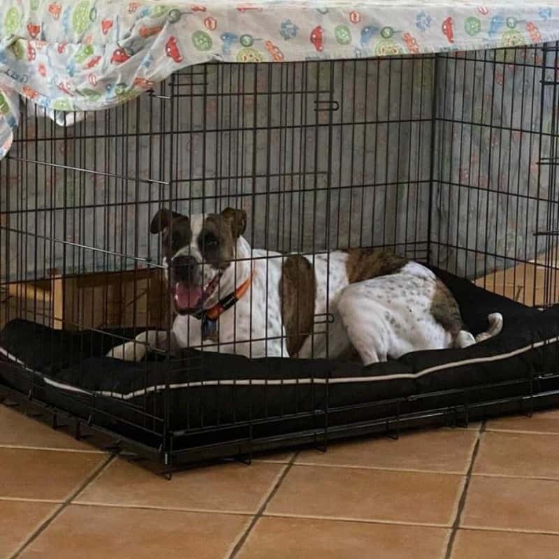How do I know if my dog crate is too small?