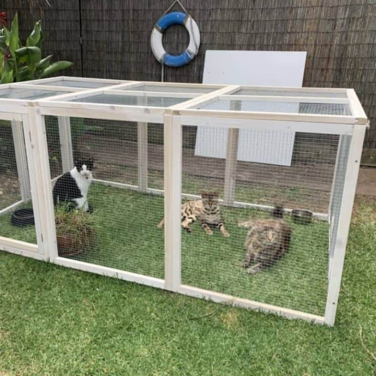 Easy Steps On How To Build A Cat Run Enclosure