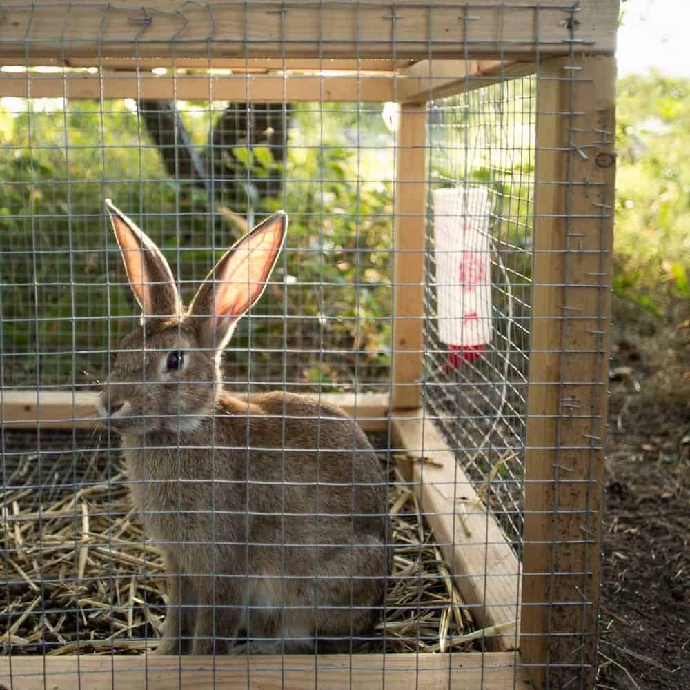 Savings Benefits Of A Rabbit Hutch