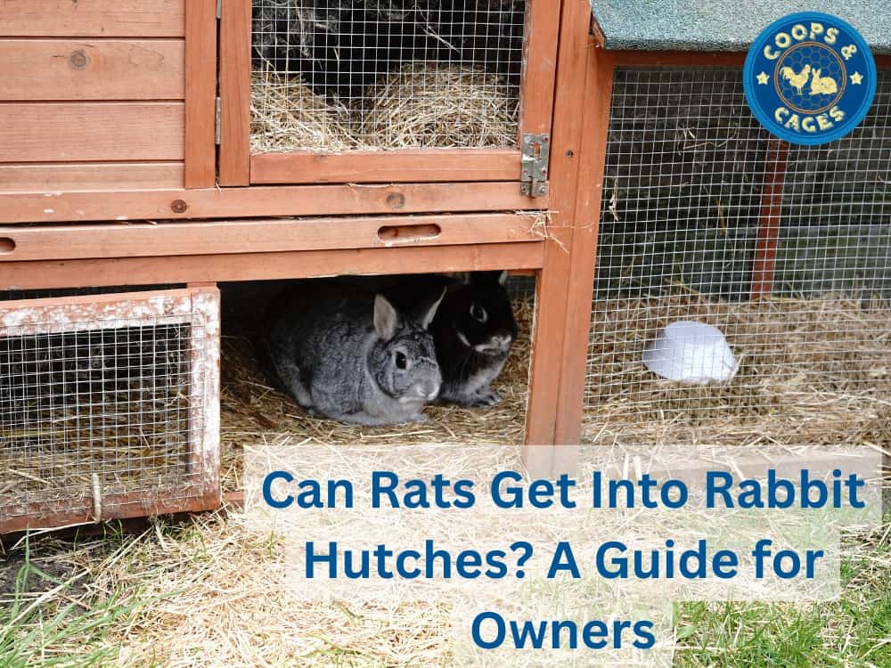 Can Rats Get Into Rabbit Hutches?