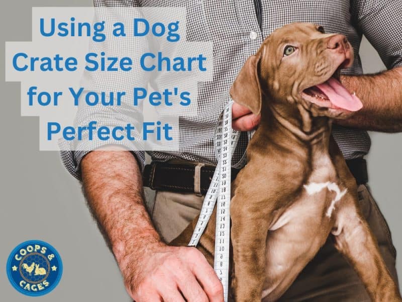 Using A Dog Crate Size Chart For Your Pet's Perfect Fit