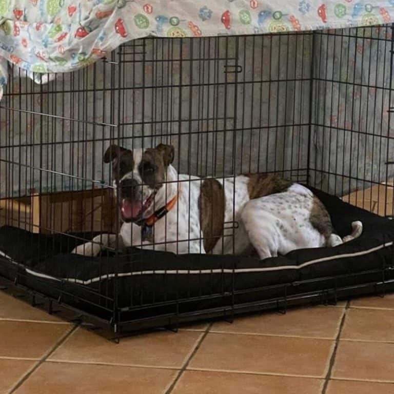 tips-for-crate-training-an-older-dog-successfully