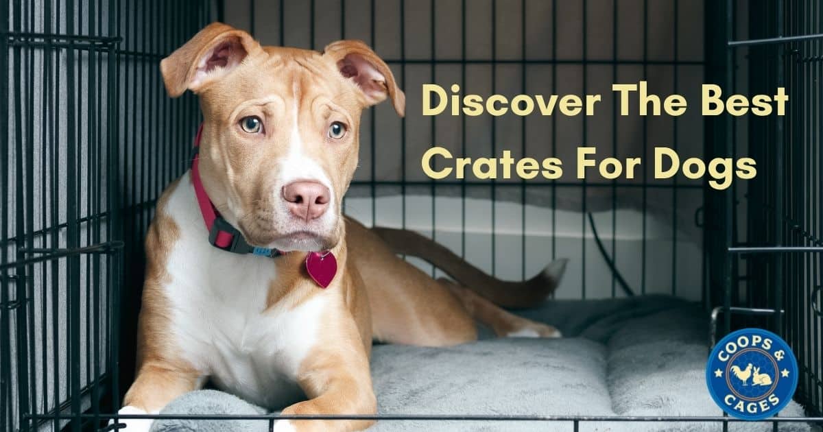 Discover-The-Best-Crates-For-Dogs