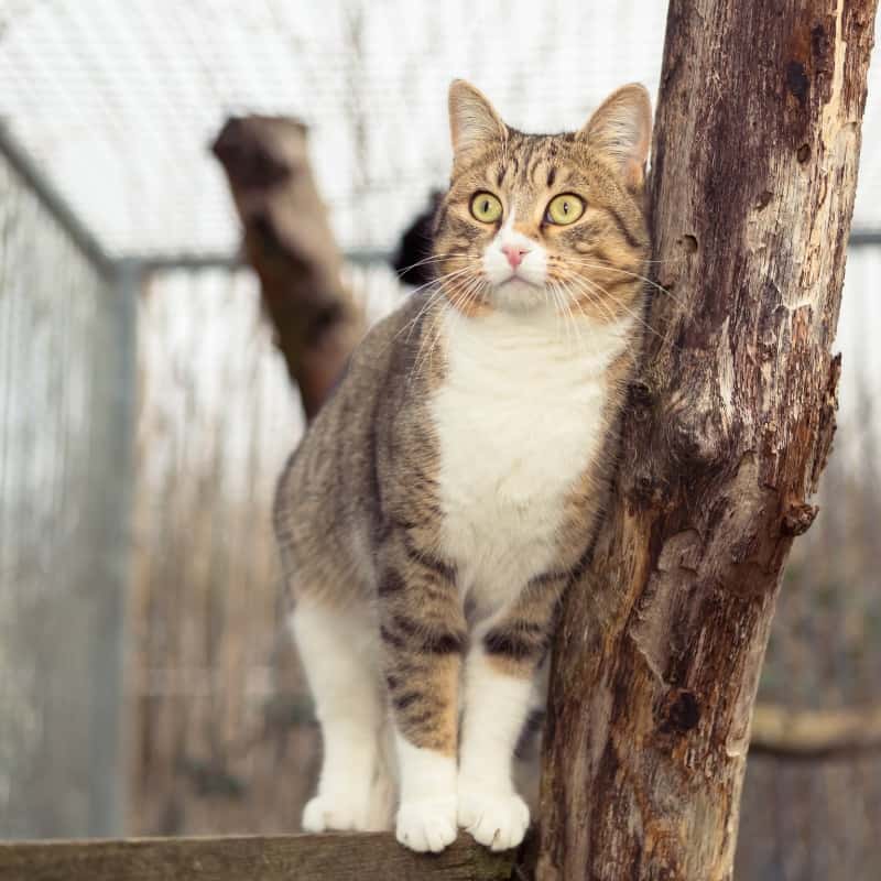 Do Cats Climb Netting?