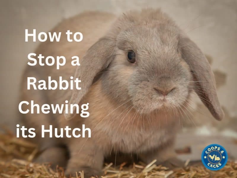 Effective Tips How To Stop A Rabbit Chewing Its Hutch