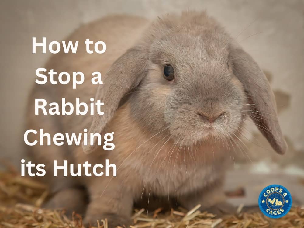 How to Stop A Rabbit Chewing Its Hutch