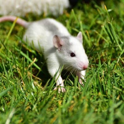 The Damage Caused By Rats on Hutch Structures