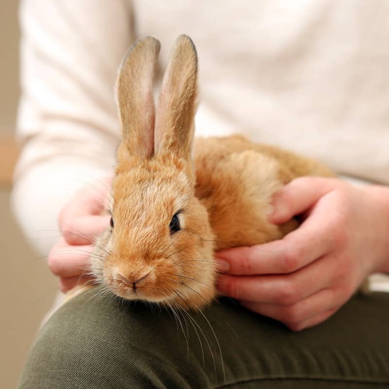 Training Your Rabbit