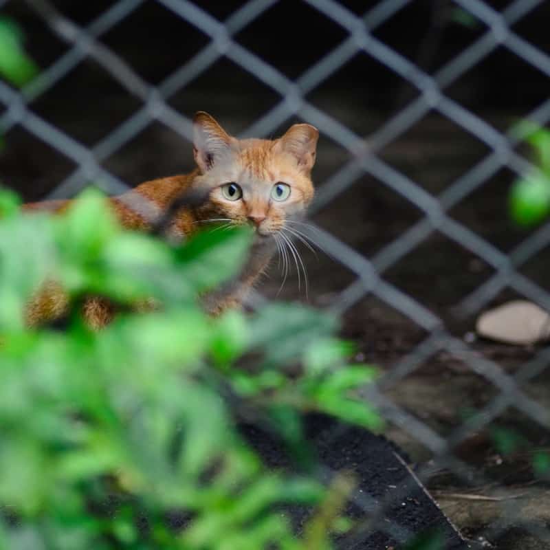 Cat mesh sale