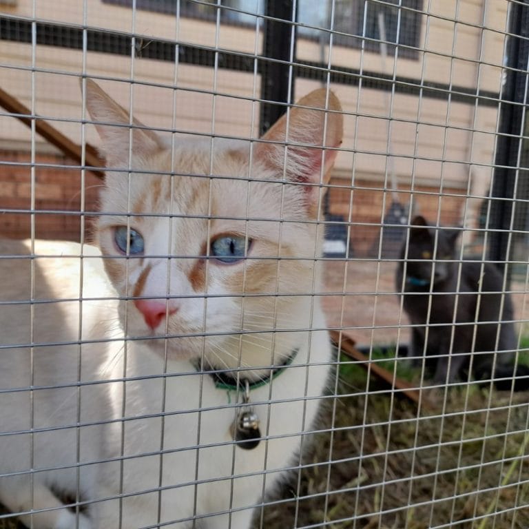 Outdoor Cat Enclosures Connected To House