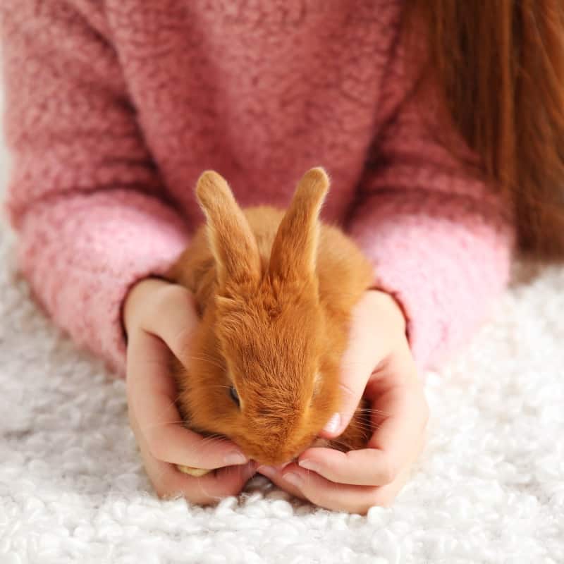 Benefits of Human Company for Rabbits