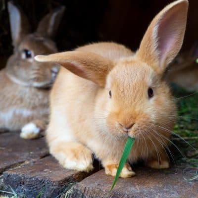 What Toys Do Rabbits Like? A Guide To Happy Bunnies
