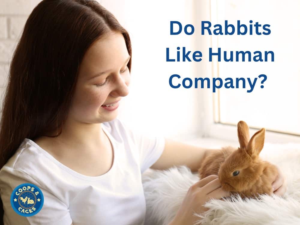 Do Rabbits Like Human Company?
