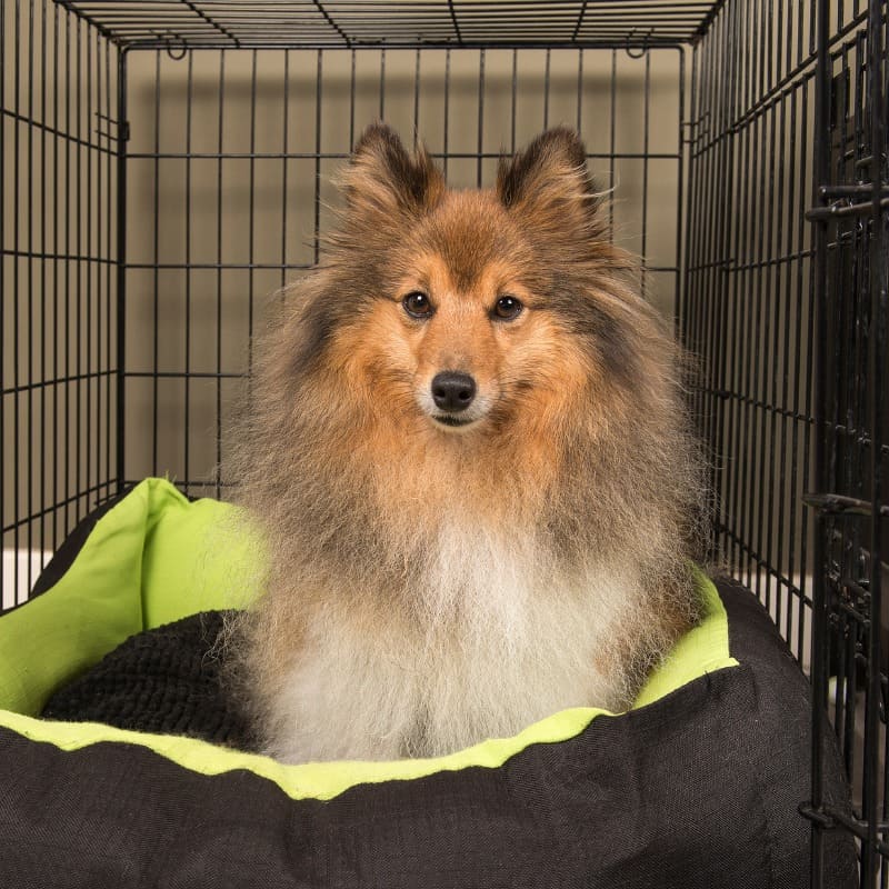 Get your puppy crate training the right way