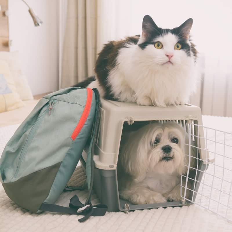 If evacuating, have a safe means of transporting your pets, such as a pet carrier or crate.