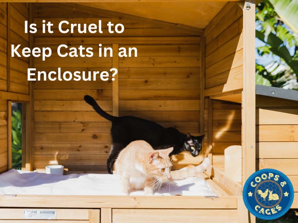 Is it cruel to keep cats in an enclosures