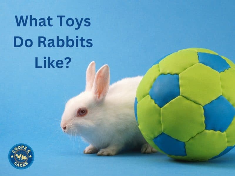What Toys Do Rabbits Like? A Guide To Happy Bunnies