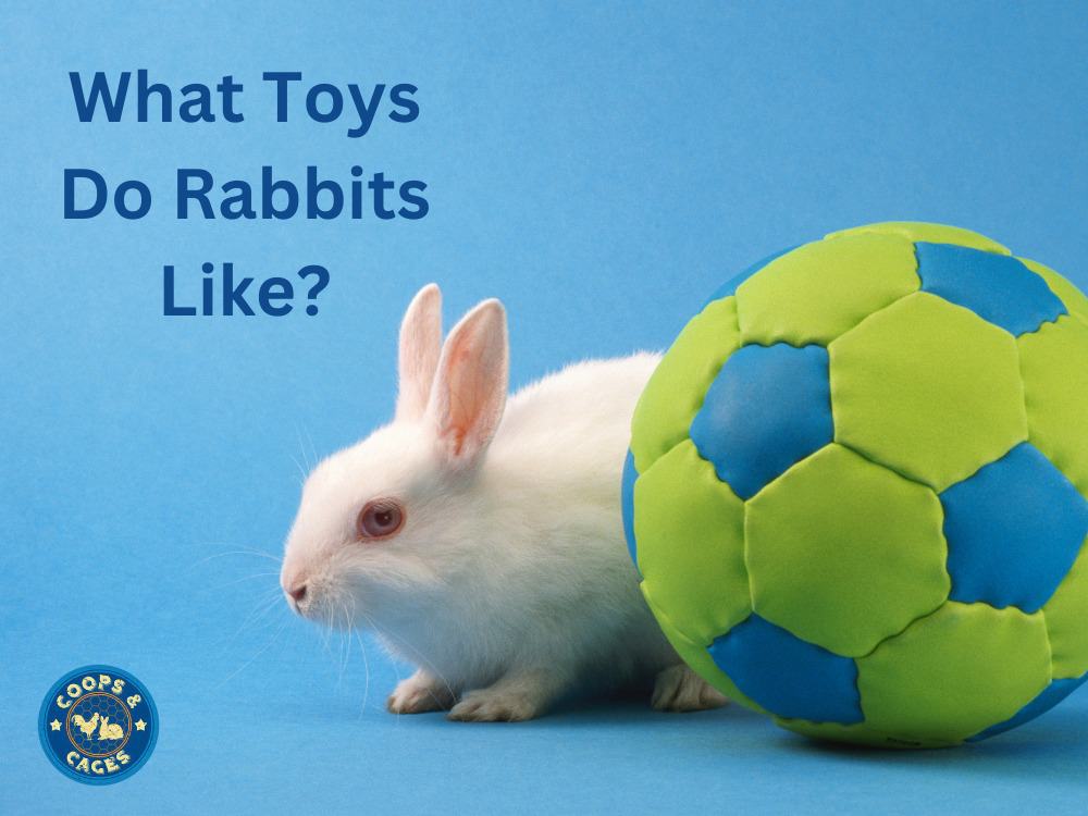 What Toys Do Rabbits Like? A Guide to Happy Bunnies