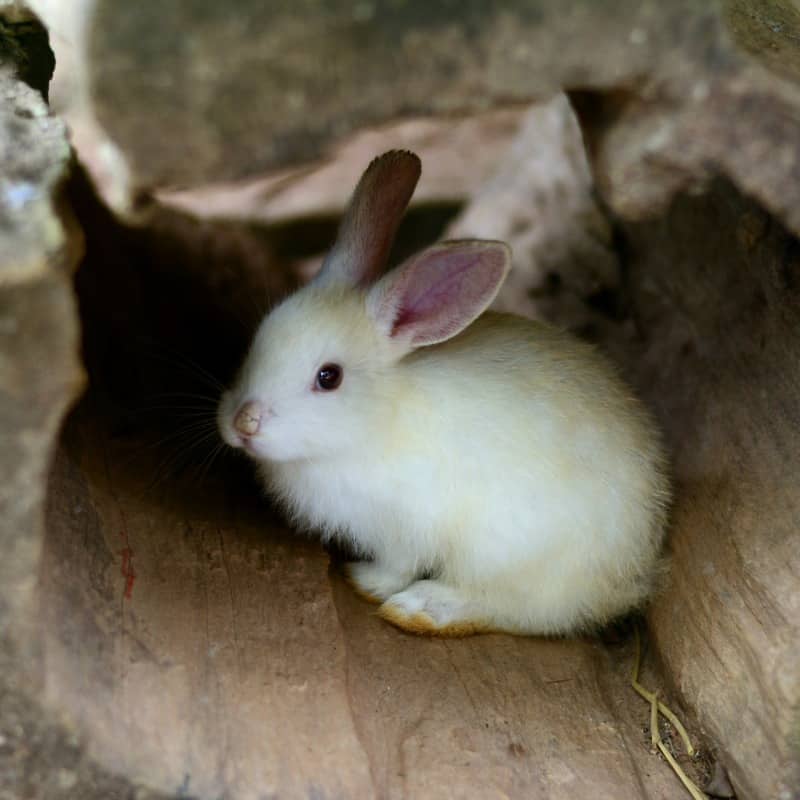 What Toys Do Rabbits Like?