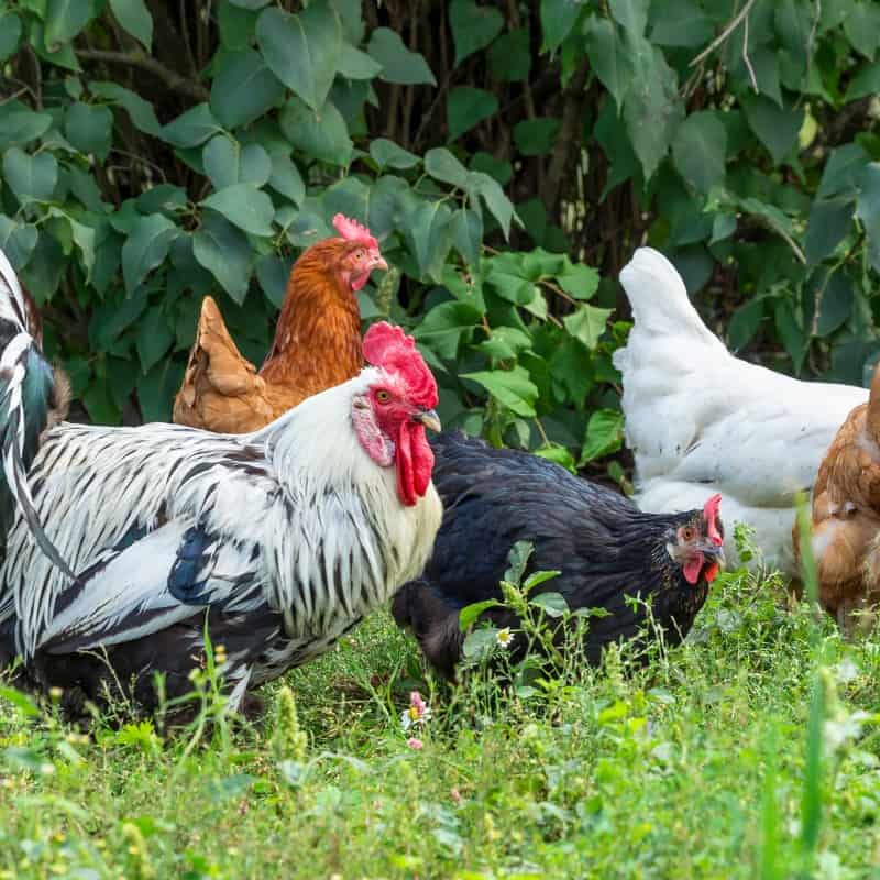 Where Do Free Range Chickens Lay Their Eggs?