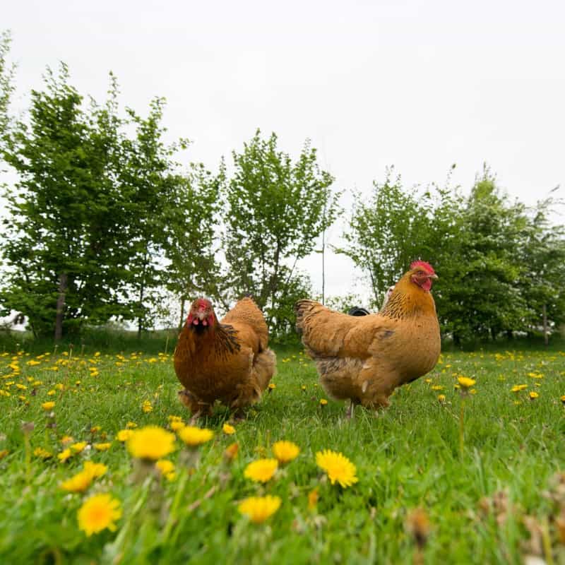 Why Chickens Need Room to Roam