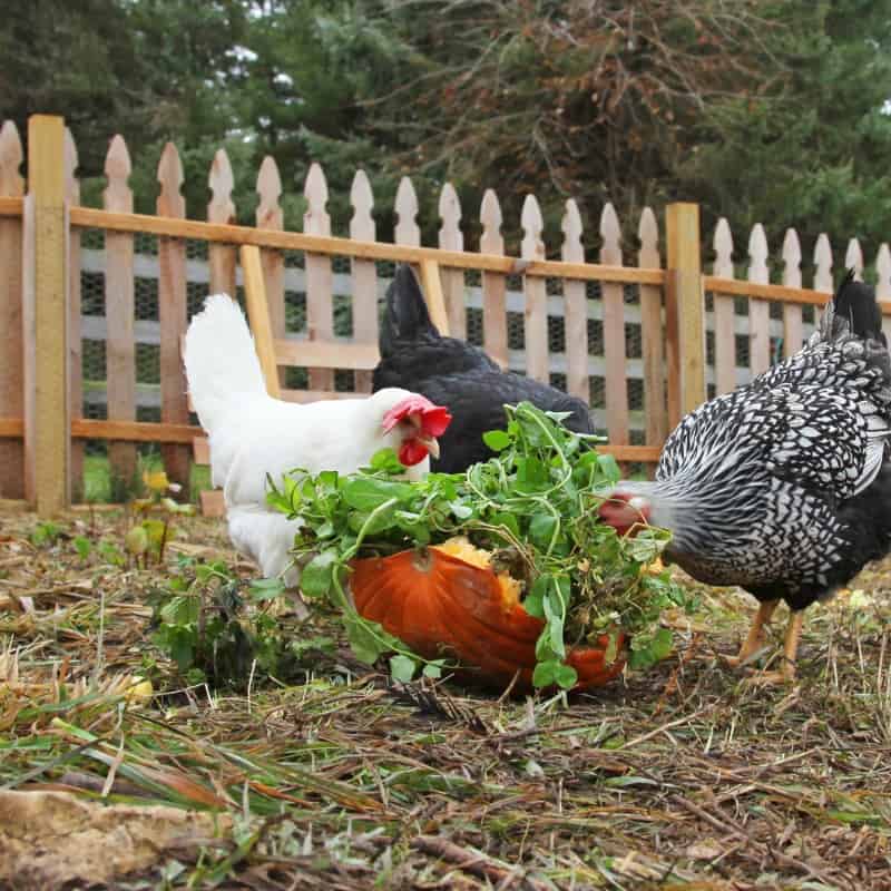 5 Benefits of Free-Ranging Chickens