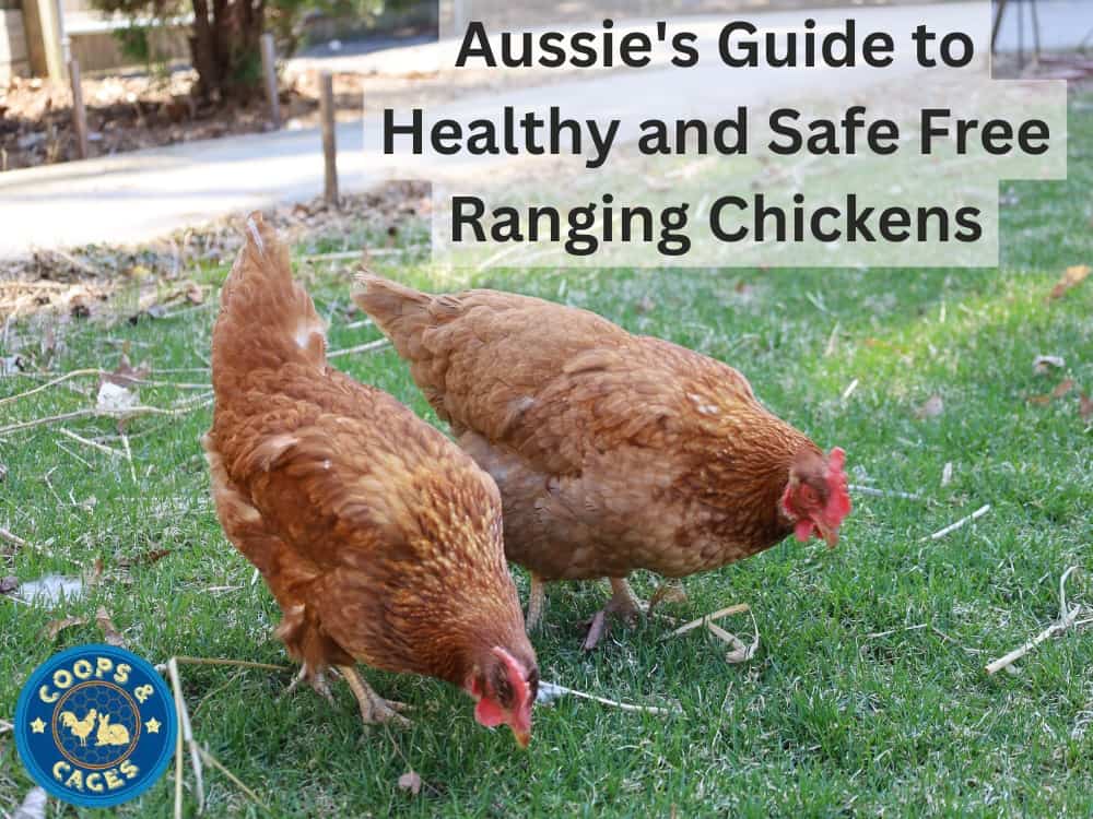 Aussie's Guide to Healthy and Safe Free Ranging Chickens