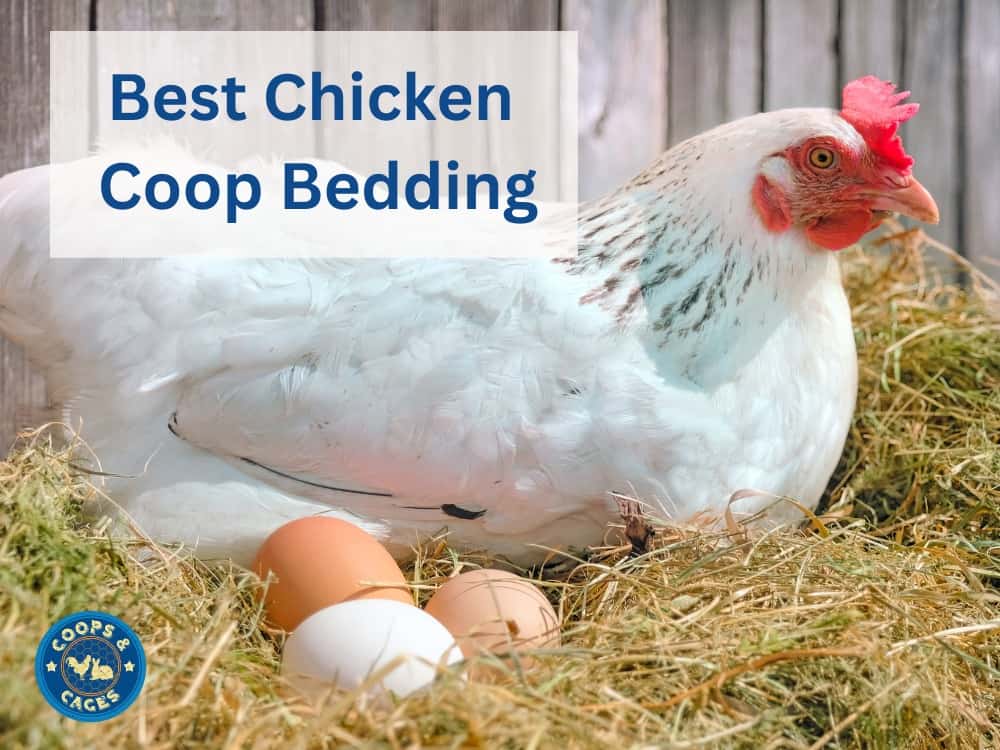 Best Bedding Chicken Coop